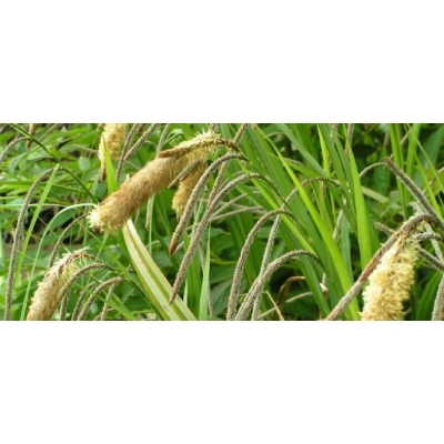 Turzyca zwisła Carex pendula // idealna nad oczka wodne